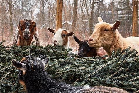 donate a goat for christmas.